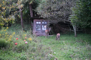 (Bild: sciaredo-tiere)