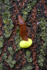 (Bild: sciaredo-tiere)