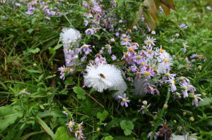 (Bild: sciaredo-tiere)