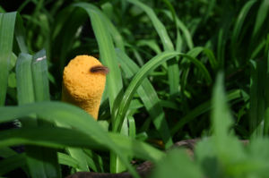 (Bild: sciaredo-tiere)