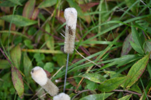 (Bild: sciaredo-tiere)