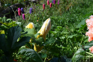 (Bild: plastophyten)