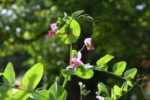 (Bild: plastophyten)